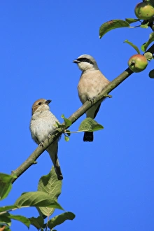 Red-backed Shrike - pair perched in apple tree Red-backed Shrike - pair perched in apple tree