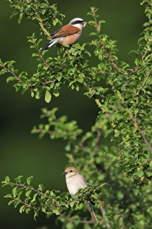 Red-backed Shrike - pair perched on hedge Red-backed Shrike - pair perched on hedge