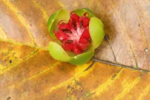 Tropical Rainforest Plants Prints: Red Beech fruit - fallen fruit of the Red Beech