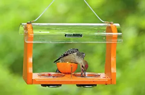 Red-bellied Woodpecker - immature eating grape jelly from a fruit and jelly feeder Red-bellied Woodpecker - immature eating grape jelly from a fruit and jelly feeder
