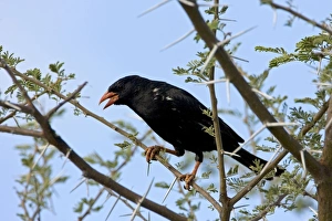 Red-Billed Buffalo-Weaver - Sitting in Thorn Tree Red-Billed Buffalo-Weaver - Sitting in Thorn Tree