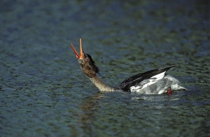 Red-breasted MERGANSER DUCK - male calling, beak open, during Spring courtship display Red-breasted MERGANSER DUCK - male calling, beak open, during Spring courtship display