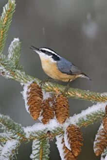 Images Dated 18th January 2004: Red-breasted Nuthatch