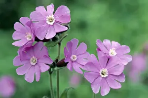 Red Campion Print (Silene dioica, ME-1695)