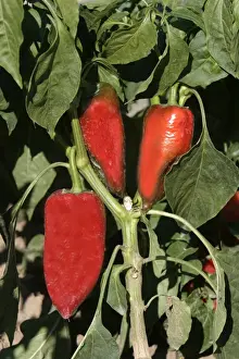 Red Chilli Pepper Prints: Red Chilli Pepper / Pimento