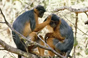 Personalized Pet Artwork Prints: Red Colobus Monkey