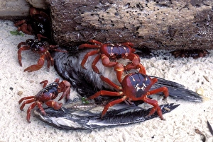 Red Crab (a land crab) - Eating bird (young Booby) Red Crab (a land crab) - Eating bird (young Booby)