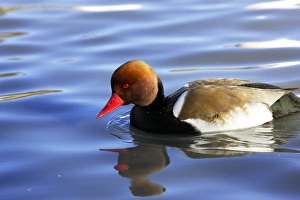 Red-crested Pochard Red-crested Pochard