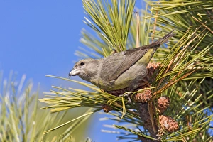 Red crossbill - female type in winter Red crossbill - female type in winter