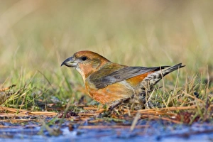 Red Crossbill - male bathing in winter Red Crossbill - male bathing in winter