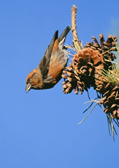 Red CROSSBILL - male feeding on pine cones Red CROSSBILL - male feeding on pine cones