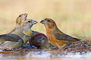 Red Crossbills - bathing in thawed puddle Red Crossbills - bathing in thawed puddle