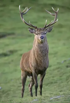 John Daniels Photos Prints: Red Deer