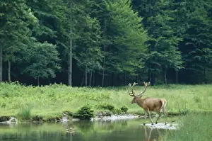 Jean Paul Ferrero Artwork Prints: Red Deer