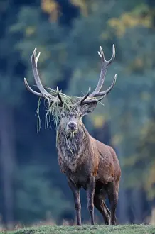 Stefan Meyers Photographer Prints: Red Deer