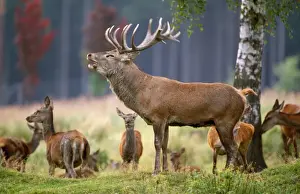 Cervus Elaphus Habitat Photos Prints: Red Deer