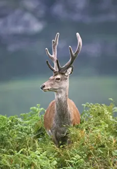 Red Deer in Bracken Print