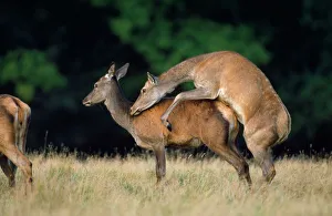Red Deer - hinds sexually stimulated during the rut Red Deer - hinds sexually stimulated during the rut