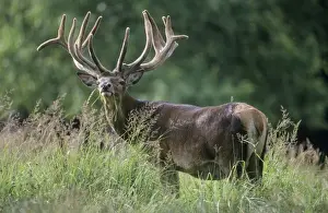 Stefan Meyers Photographer Prints: Red Deer - standing in grass