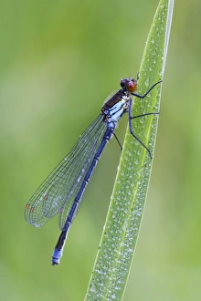 Red Eyed Damselfly - male resting on Yellow Flag leaf - August Red Eyed Damselfly - male resting on Yellow Flag leaf - August