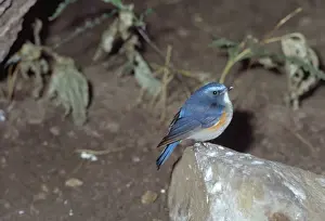 Wildlife Birds Photography Prints: Red-flanked Bluetail