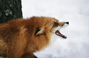 Red Fox Print - Winter Scene in Snow