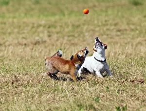 Red Fox - cub and Jack Russell playing with ball Red Fox - cub and Jack Russell playing with ball