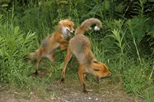 Nature Prints For Home Decor Prints: Red Fox - pre-mating fighting