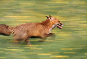 John Cancalosi Photos Prints: Red Fox - running