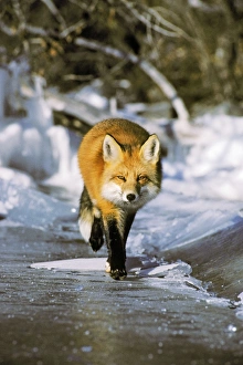 Red fox - trotting along edge of frozen lake, November Red fox - trotting along edge of frozen lake, November