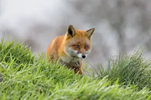 Red Fox UK Prints: Red Fox - UK