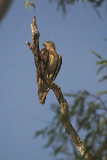 Red Goshawk - female Red Goshawk - female