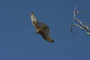 Red Goshawk - in flight. Largest Australian goshawk. Rare and vulnerable Red Goshawk - in flight. Largest Australian goshawk. Rare and vulnerable