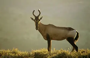 M Watson Photographer Prints: Red Hartebeest
