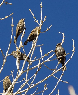 Red-headed Blackbirds - Flock of females in winter perched in tree Red-headed Blackbirds - Flock of females in winter perched in tree