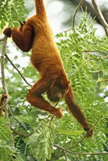 Red Howler Monkey Prints: Red Howler Monkey