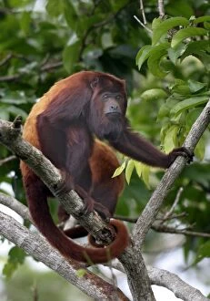 Images Dated 30th April 2004: Red Howler Monkey - Male. llianos Venezuela