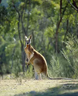 Personal Use Prints Available Prints: Red Kangaroo