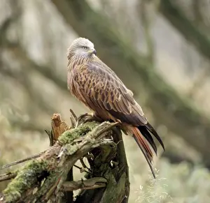 Red Kite Bird Prints: Red Kite