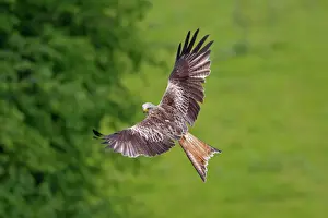 Red Kite in Flight Print - Milvus milvus