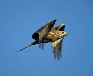 Images Dated 25th June 2007: Red Kite - In flight - Wales - UK - Protected in the UK and increasing its range - Mainly found in