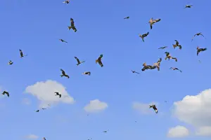 Milvus Milvus Photos Prints: Red Kite - flock in flight