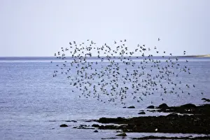 Bird Flock In Flight Prints: Red Knot - flock in flight on migration. Varanger - Norway