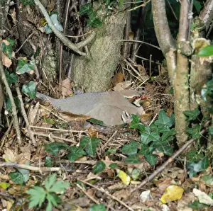 Red-legged Partridge Print