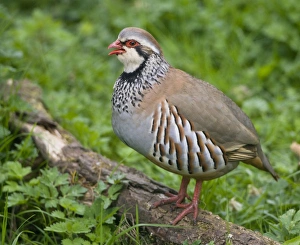 Red-legged Partridge - stood on log - calling Red-legged Partridge - stood on log - calling