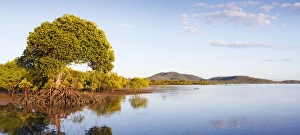 Red Mangroves - lower tidal mangrove forests in surrounding habitat and tidal bay Red Mangroves - lower tidal mangrove forests in surrounding habitat and tidal bay