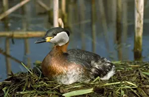 Bird Species Photography Prints: Red-necked Grebe - on nest