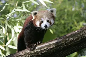 Lesser Panda Prints: Red Panda
