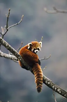 Red Panda In Tree Prints: Red Panda - in tree