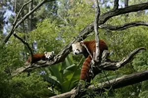 Lesser Panda Prints: Red Panda - two in trees